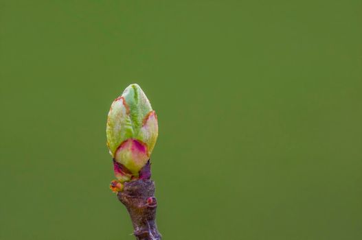 several fresh buds on a branch