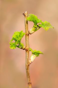 several fresh buds on a gooseberry branch