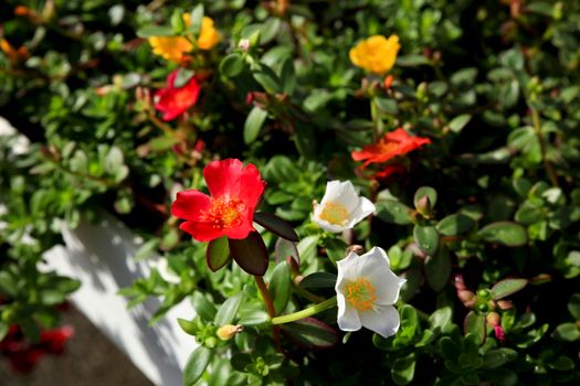 Colorful and beautiful Portulaca Grandiflora flowers in the garden