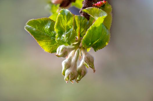 several fresh buds on a apple branch