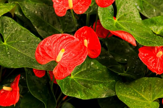 Colorful Anthurium Scherzerianum plants in the garden