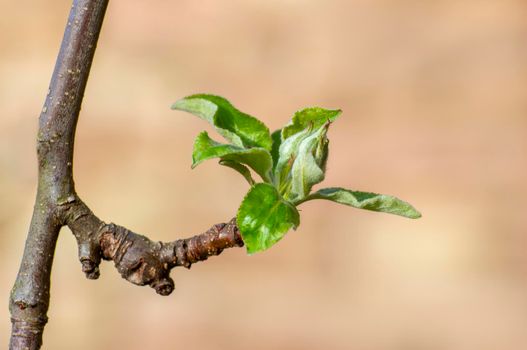 several fresh buds on a apple branch