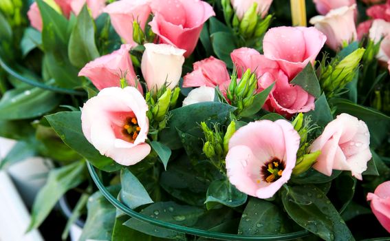 Colorful Eustoma Grandiflorum flowers in the garden