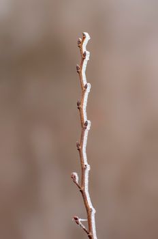 several fresh buds on a branch