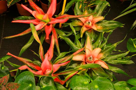 Beautiful and colorful Guzmania Lingulata plants in the garden