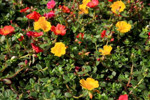 Colorful and beautiful Portulaca Grandiflora flowers in the garden