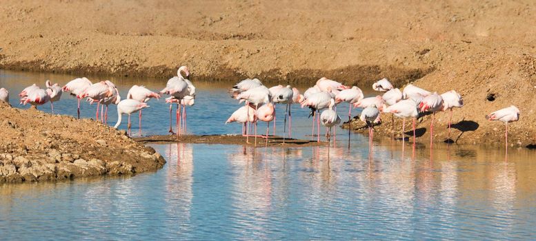 A large group of flamingoes wading in a river stream