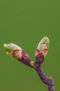 several fresh buds on a branch