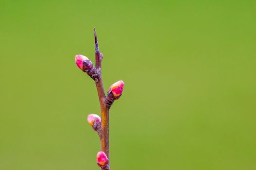 several fresh buds on a branch