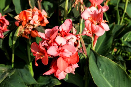 Beautiful Canna Indica Plants in bloom in the garden