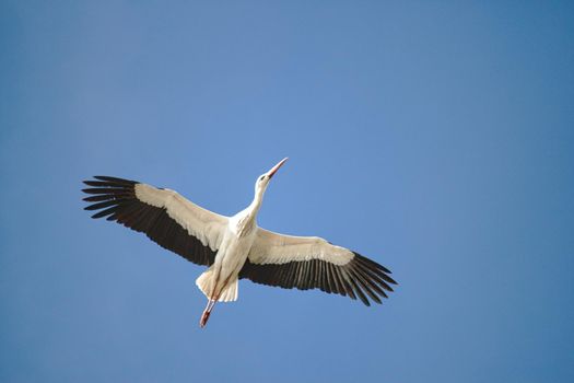 A single stork flying overhead in the clear blue sky