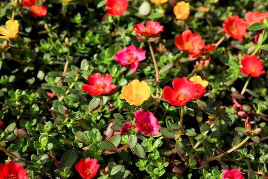 Colorful and beautiful Portulaca Grandiflora flowers in the garden