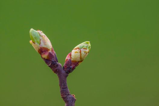several fresh buds on a branch