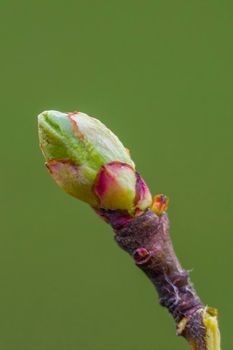 several fresh buds on a branch