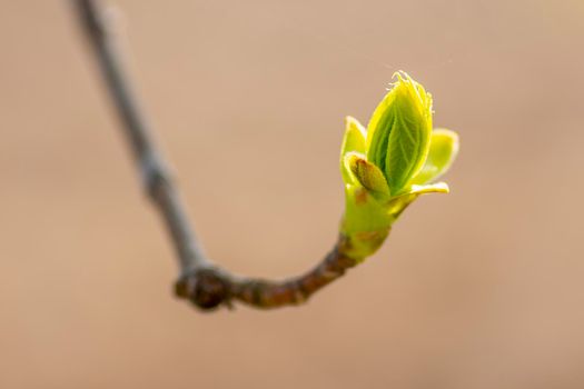 several fresh buds on a branch