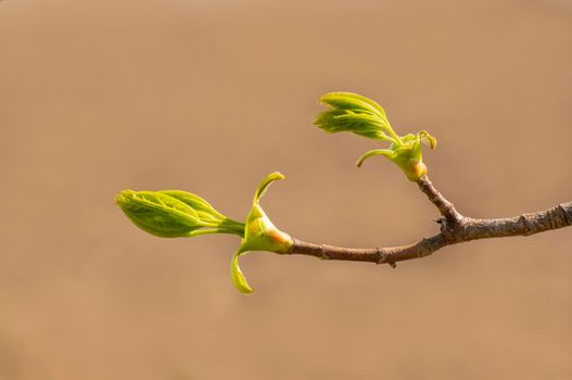 several fresh buds on a branch