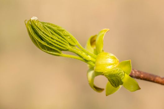 several fresh buds on a branch