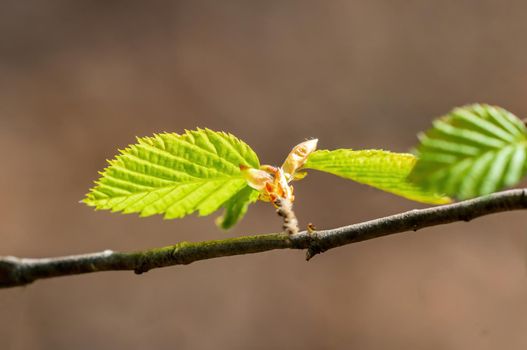 several fresh buds on a branch