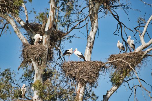 A large group of storks resting in big nests in a tree