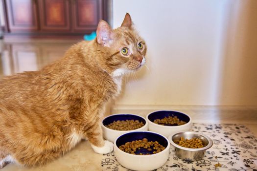 Funny big ginger cat pet eats food, at home in the kitchen from pet plates, a lot of dry cat food in 4 bowls