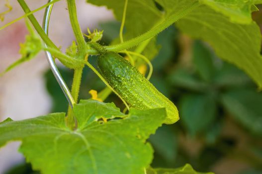 a branch with ripe cucumber