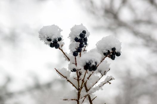a branch with black berries