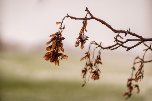 a branch with a brown maple seeds