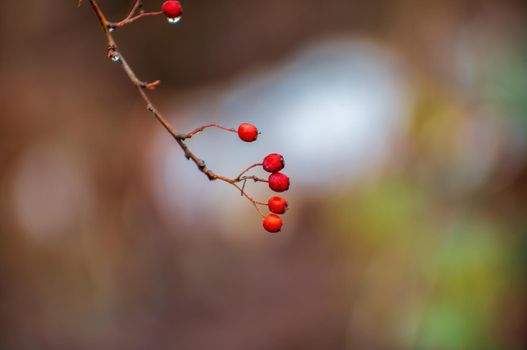 a branch with red hawthorn berries