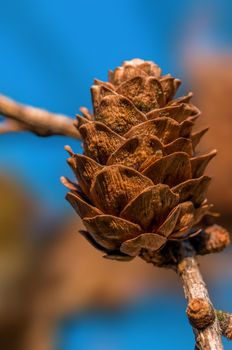 a branch with a brown cone