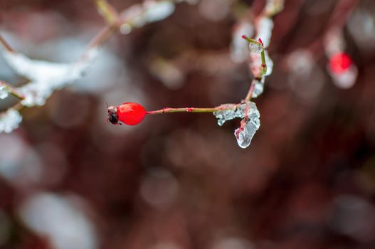 a branch with red rose hips