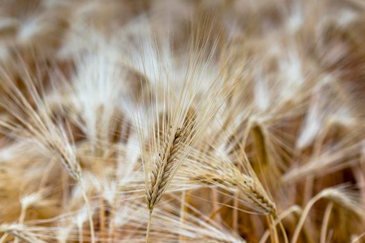 ripe grain ears in a field