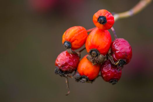 a branch with red rose hips