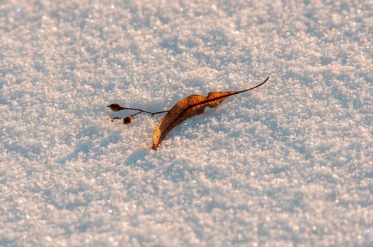 a linden blossom lies in the snow