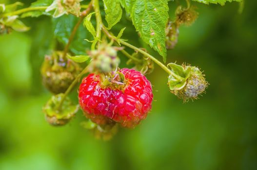 a branch with ripe raspberries