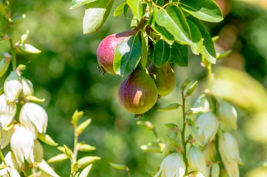 a branch with ripe pears