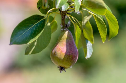 a branch with ripe pears