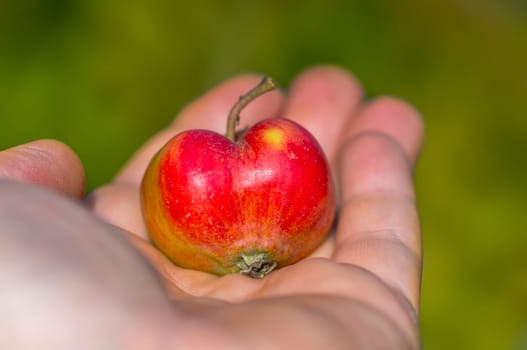 a hand with a red apple