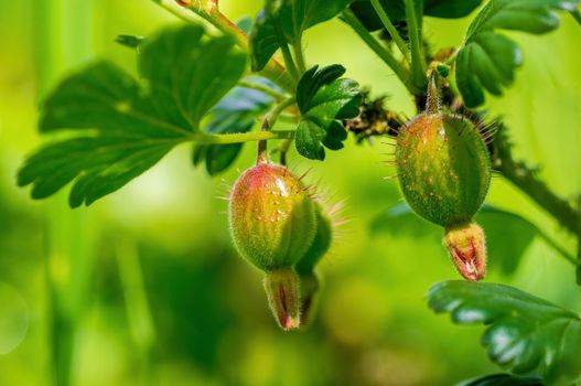 a branch with ripe gooseberries