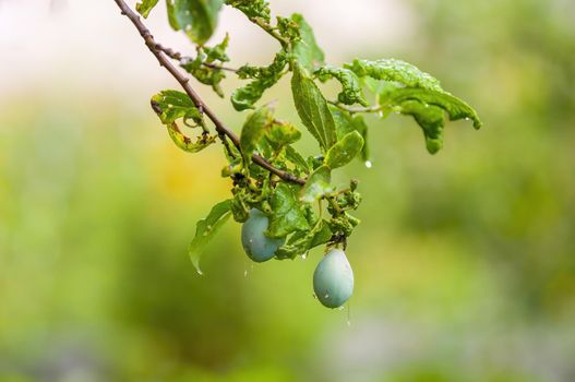a branch with unripe plums