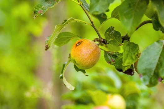 a branch with ripe apples