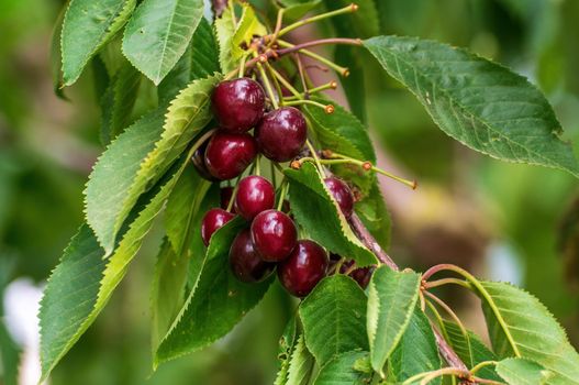 a branch with ripe cherries