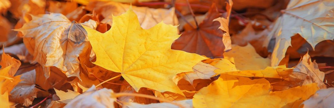 Autumn leaves in the park. Selective focus. nature.