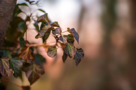 a branch with green ivy leaves in the forest