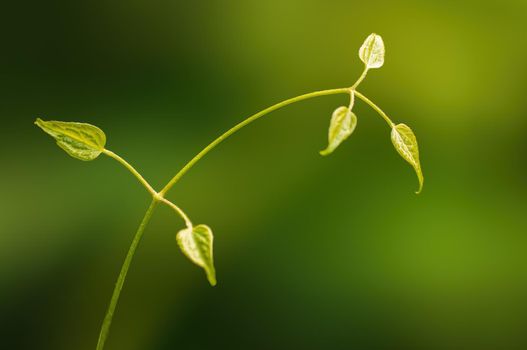 a branch with green leaves in the forest
