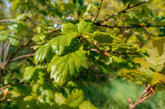 a branch with green oak leaves in the forest