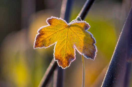 a branch with brown autumn leaves in the forest