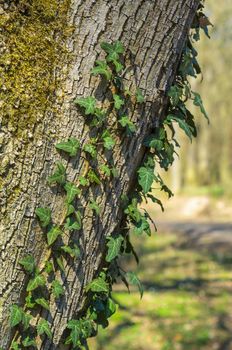 a branch with green ivy leaves in the forest