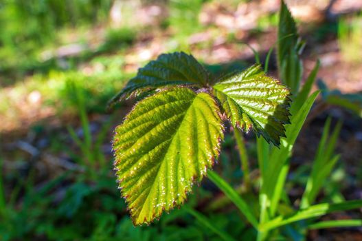 a branch with green leaves in the forest