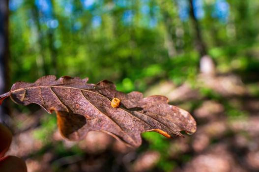 a branch with brown autumn leaves in the forest