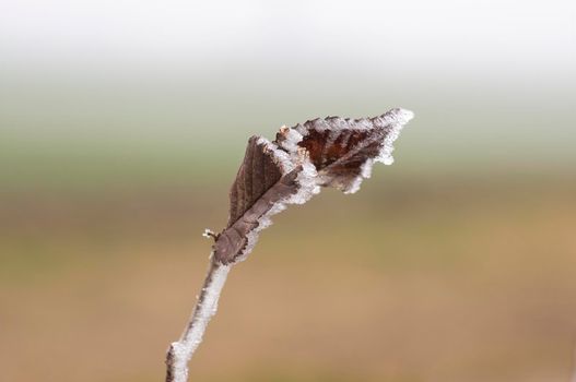 a branch with frozen brown autumn leaves in the forest